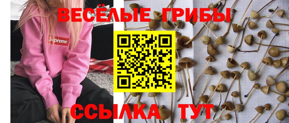 Галлюциногенные грибы Magic Shrooms  Галлюциногенные грибы мицелий  Дубна  Вход с VPN 